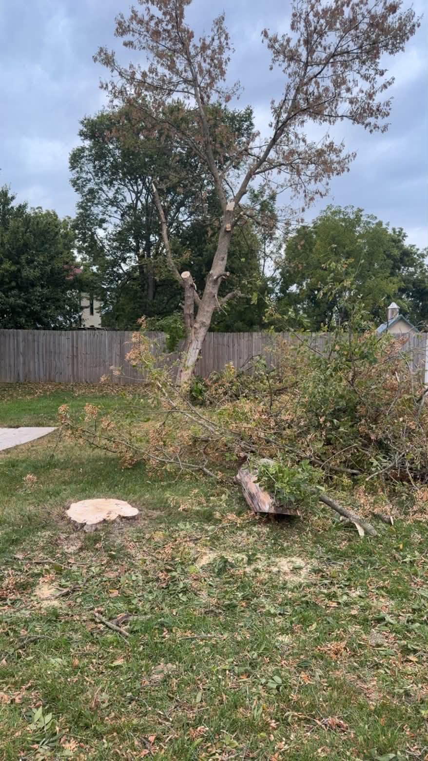 Taking down a large backyard tree